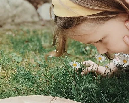 Gänseblümchen - bei Schwangerschaftsstreifen und Akne? Anleitung für ein heilendes Öl - Babyduft®